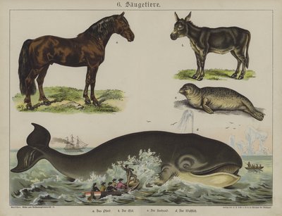 Dyr (farge litho) av German School