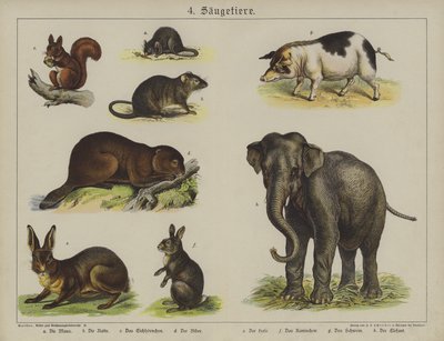 Dyr (farge litho) av German School