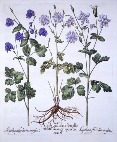 Aquilegia, fra Hortus Eystettensis, av Basil Besler (1561-1629), pub. 1613 (håndfarget gravering) av German School