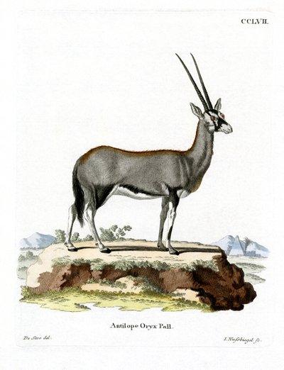 Arabian Oryx (farget gravering) av German School
