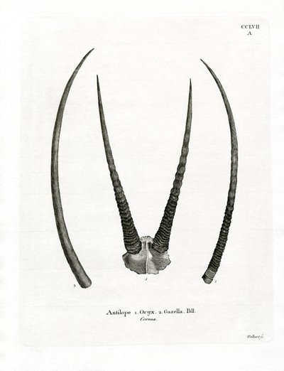 Arabiske Oryx-horn (farget gravering) av German School