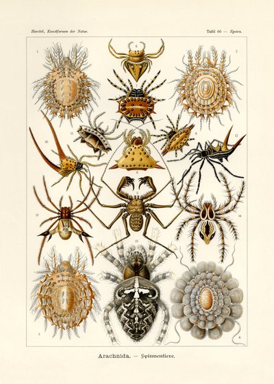 Arachnida, 1899-1904 av German School