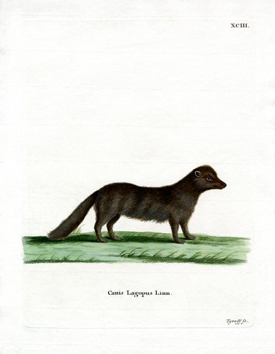 Arctic Fox (farget gravering) av German School
