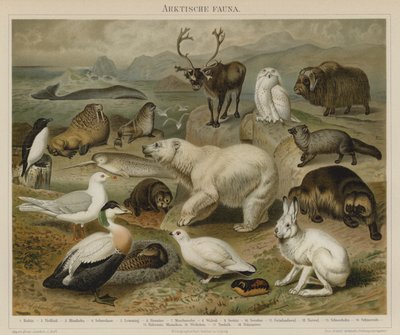 Arktisk fauna av German School
