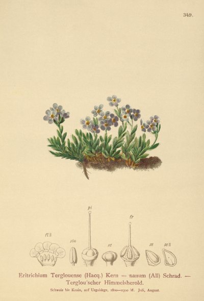 Arktisk forglemmigei (Eritrichium nanum, Eritrichium Terglouense) av German School