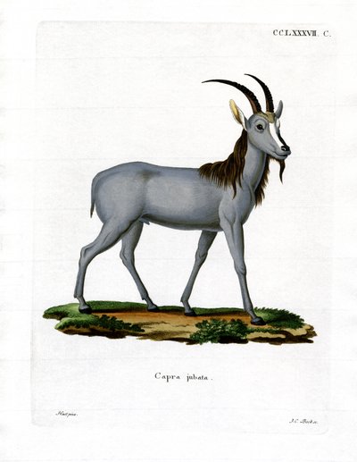Argali (farget gravering) av German School