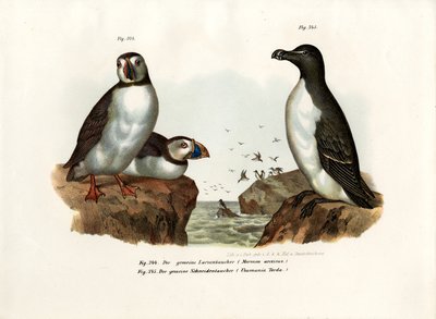 Arktisk lundefugl, 1864 av German School
