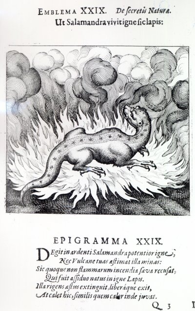 Som Salamanderen lever i ild, slik også Steinen, Emblem XXIX fra Atalanta fugiens av Michael Maier, 1617 av German School