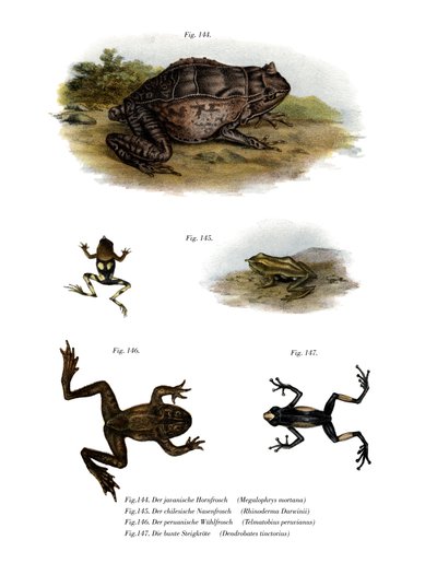 Asiatisk hornfrosk (farge litho) av German School