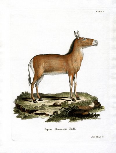 Asian Wild Ass (farget gravering) av German School