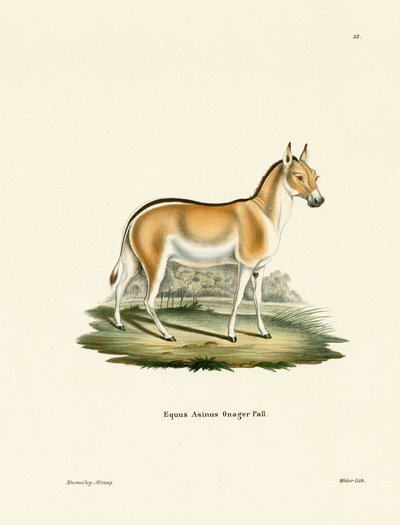 Asiatischer Wildesel von German School