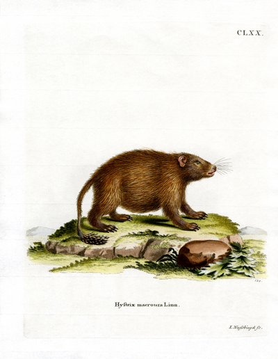Asiatisk børstehale piggsvin (farget gravering) av German School