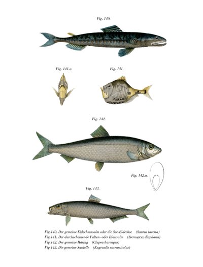 Atlantic Saury (farge litho) av German School