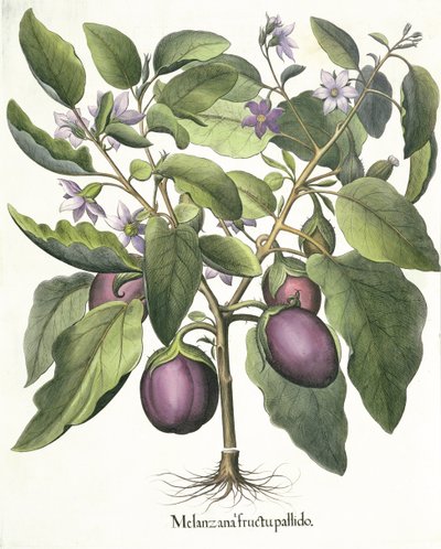 Aubergine: Melanzana blek frukt, fra Hortus Eystettensis av Basil Besler (1561-1629), pub. 1613 av German School