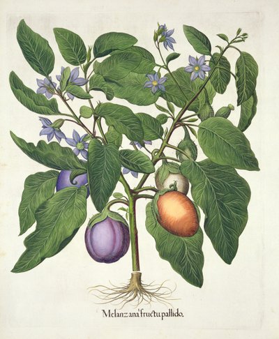 Aubergine: Melanzana fructu pallido, fra Hortus Eystettensis av Basil Besler (1561-1629), pub. 1613 (håndfarget gravering) av German School