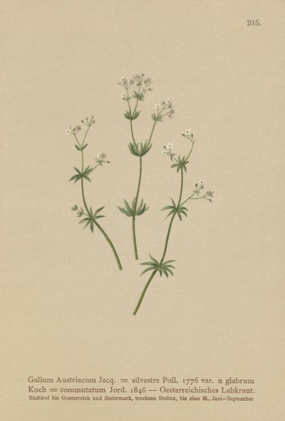 Østerriksk sengehalm ( Galium Austriacum , Galium wild ( var. glabrum ) Galium av German School
