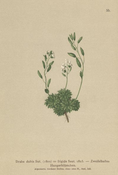 Østerriksk Whitlow Grass (Draba dubia, Draba frigida) av German School