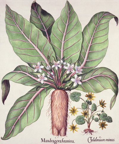 Autumn Mandrake, fra Hortus Eystettensis av Basil Besler (1561-1629) pub. 1613 (håndfarget gravering) av German School