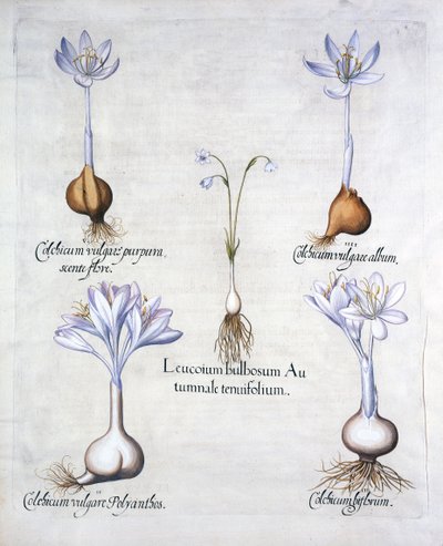 Autumn Snowflake and Meadow Saffrons, fra Hortus Eystettensis, av Basil Besler (1561-1629), pub. 1613 (håndfarget gravering) av German School