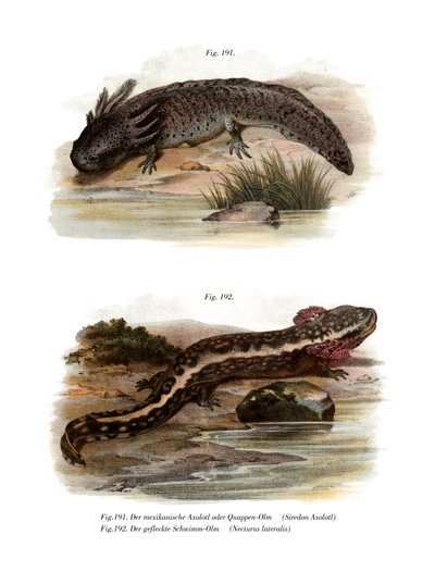 Axolotl (fargedeler) av German School