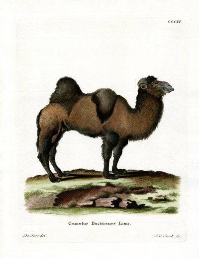 Bactrian Camel (farget gravering) av German School