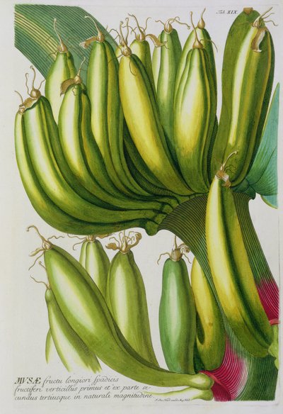 Banan, gravert av Johann Jakob Haid (1704-67) plate 19 fra en botanisk bok, pub. av Augustus Vind av German School