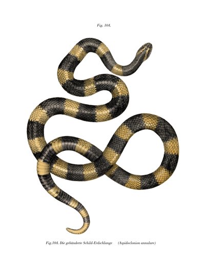 Banded Krait (farge litho) av German School