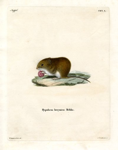 Bank Vole (farget gravering) av German School