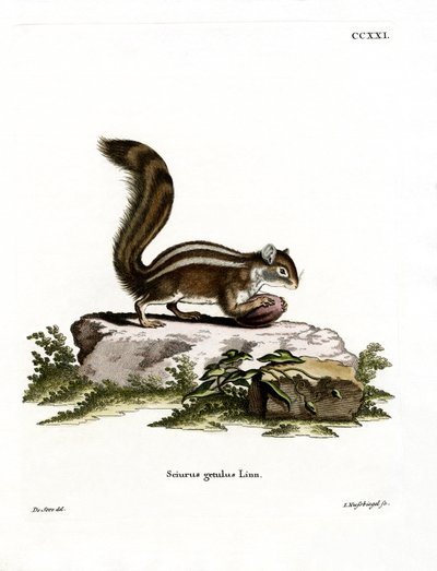 Barbary Ground Squirrel (farget gravering) av German School