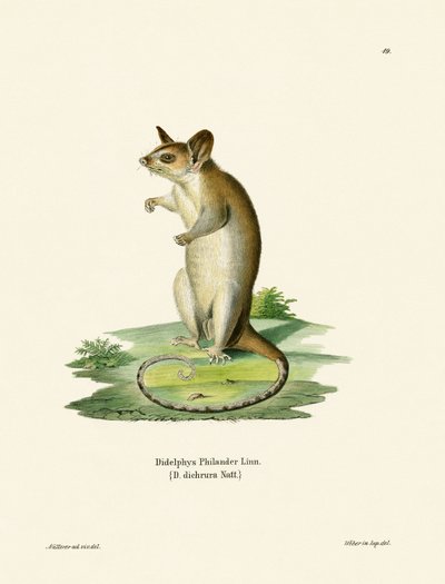 Bare-tailed Woolly Opossum (farget gravering) av German School