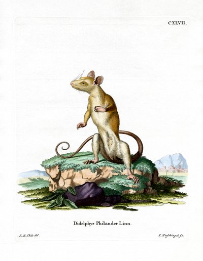 Bare-tailed Woolly Opossum (farget gravering) av German School