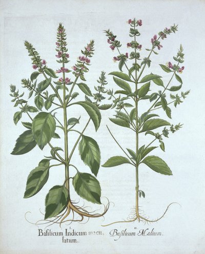 Basil, fra Hortus Eystettensis, av Basil Besler (1561-1629), pub. 1613 (håndfarget gravering) av German School
