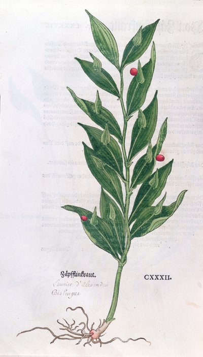 Baytree, illustrasjon for The Herbarium av Leonhart Fuchs (1501-66), utgitt i Basel, 1555 (fargegravering) av German School