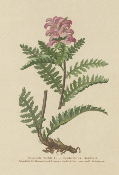 Nebbløs rød lusurt (Pedicularis recutita) av German School