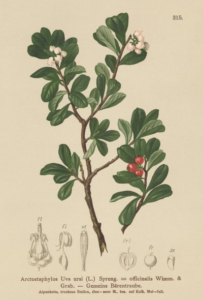 Bjørnebær (Arctostaphylos Uva ursi, Arctostaphylos officinalis) av German School