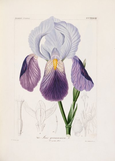 Skjegg iris, gravert av Ch. Schnorr (håndfarget litho) av German School
