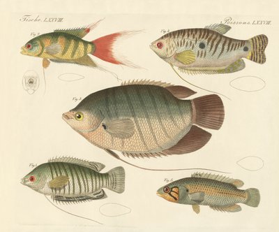 Vakker ny fisk (farget gravering) av German School