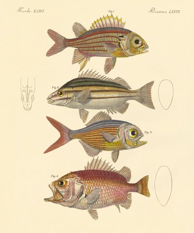 Vakker havabborlignende fisk (farget gravering) av German School