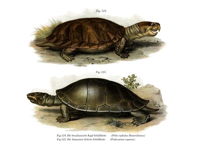 Storhodet Amazon River Turtle (farge litho) av German School