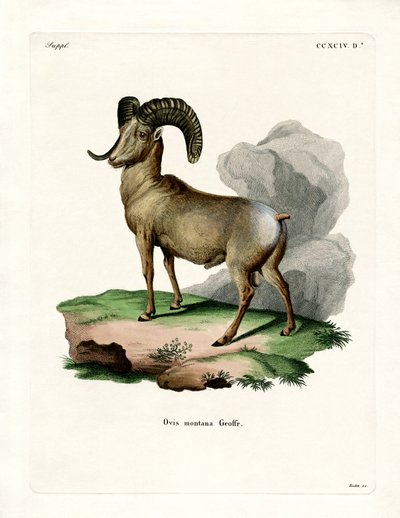 Bighorn Sheep (farget gravering) av German School