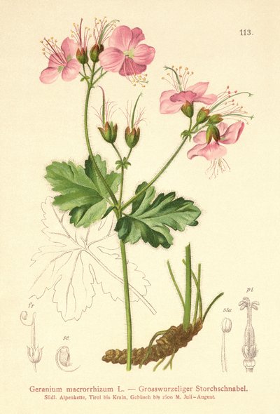 Bigroot Geranium (Geranium macrorrhizum) av German School