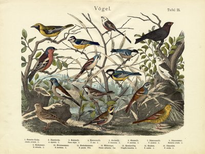 Fugler, ca. 1860 av German School