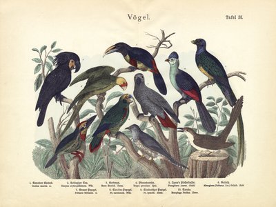 Fugler, ca. 1860 av German School