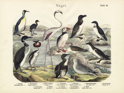 Fugler, ca. 1860 av German School