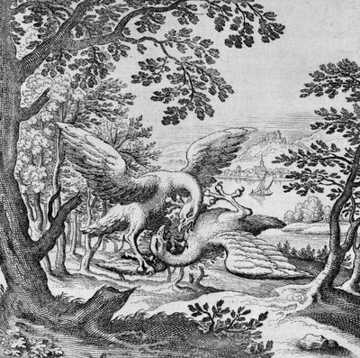 Birds fighting from Musaeum Hermeticum av German School