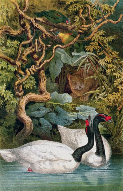 Black-necked Swan, plate fra Brehms Tierleben: Allgemeine Kunde des Tierreichs, vol.6, s.598, utgitt av Bibliographisches Institut, 1892 av German School