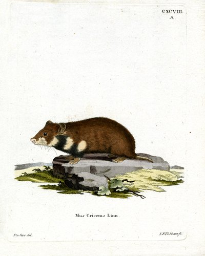 Svartmaget hamster (farget gravering) av German School
