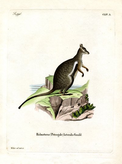 Black-footed Rock-wallaby (farget gravering) av German School
