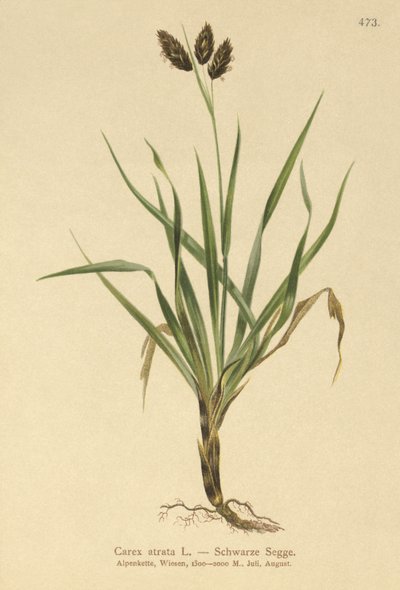 Svart fjellsiv (Carex atrata) av German School