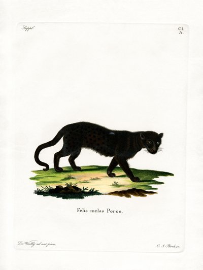 Black Leopard (farget gravering) av German School